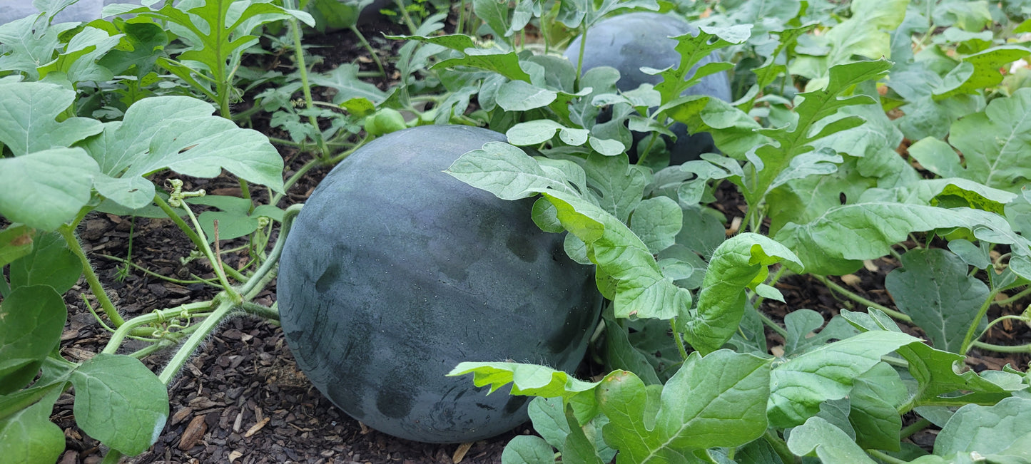 Sugar Baby Watermelon Seeds